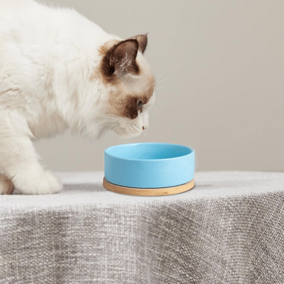 Gamelle pour Chat - WarmSipCatBowl™ - Bleu - Dingue de chat